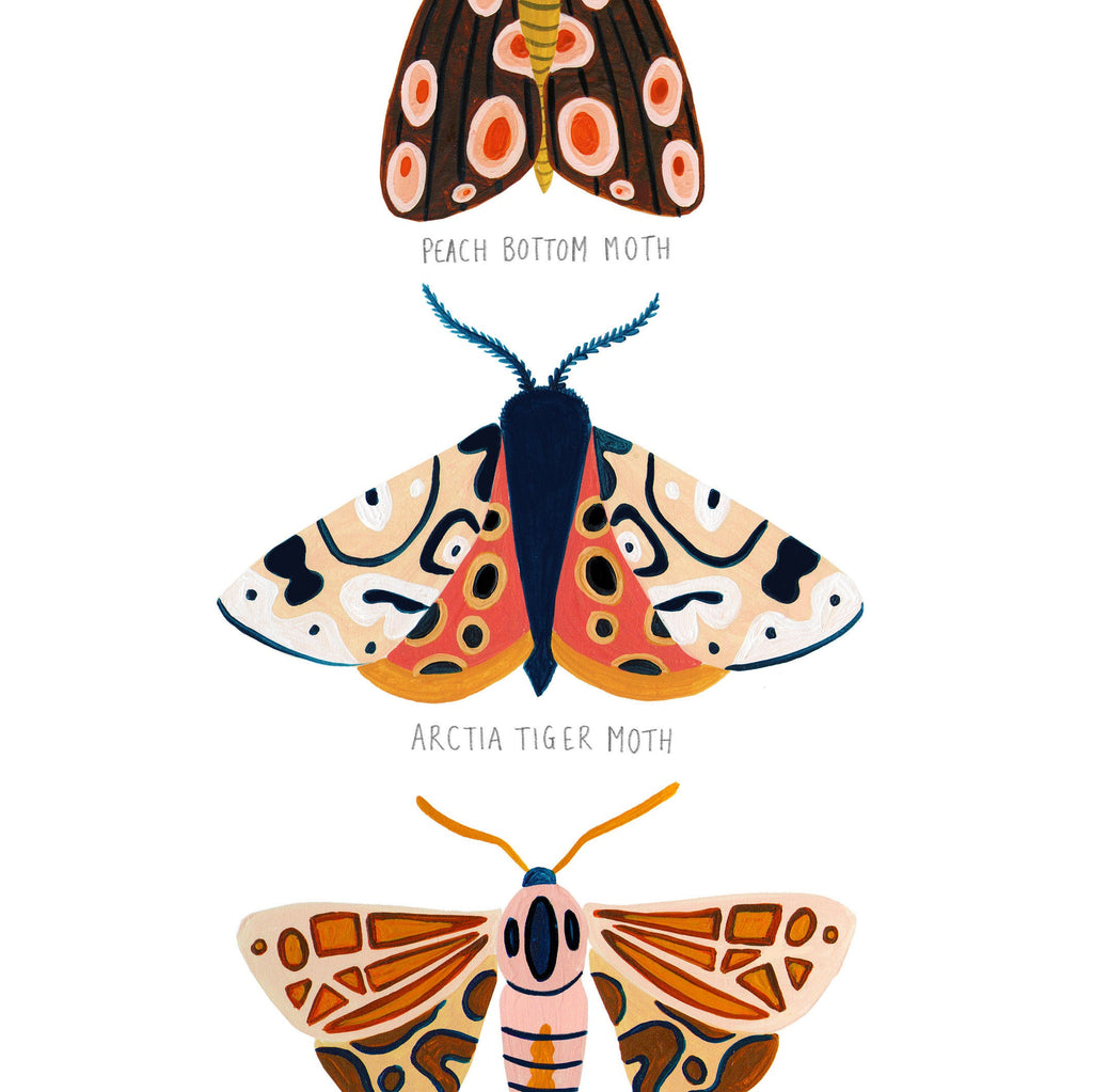 Autumn Moth Collection - Amber Davenport