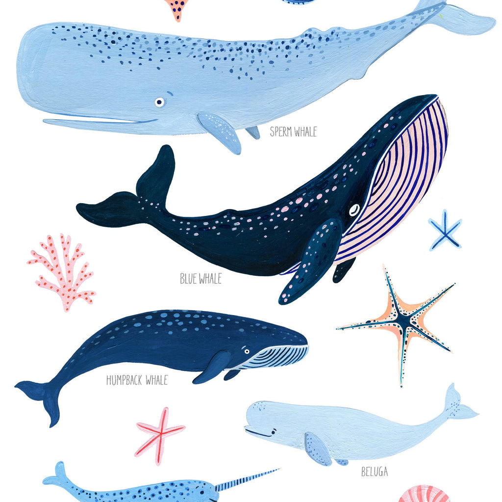 Whale Species - Amber Davenport